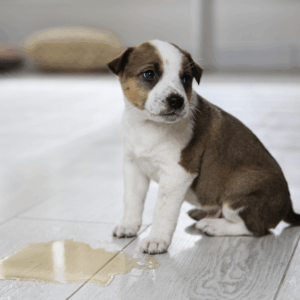 Absorbants et désodorisants animaux