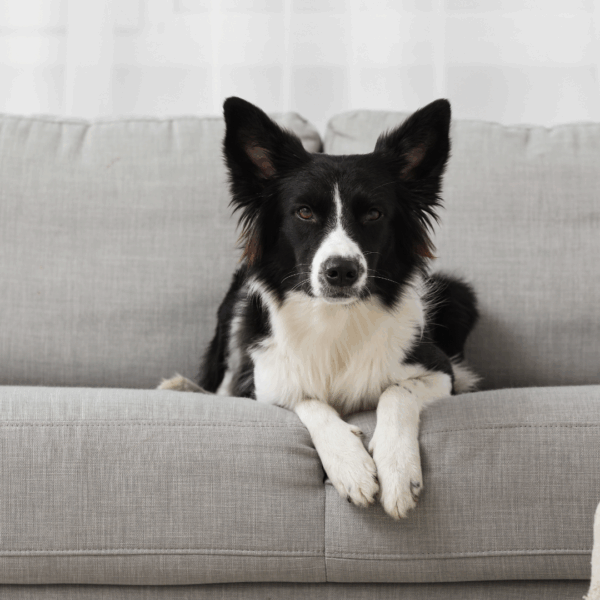 Nettoyants textiles animaux